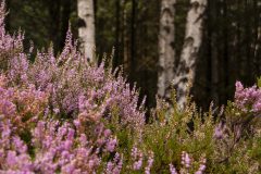 Heather