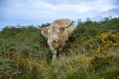 Highland Cow